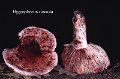Hygrophorus russula-amf965-1